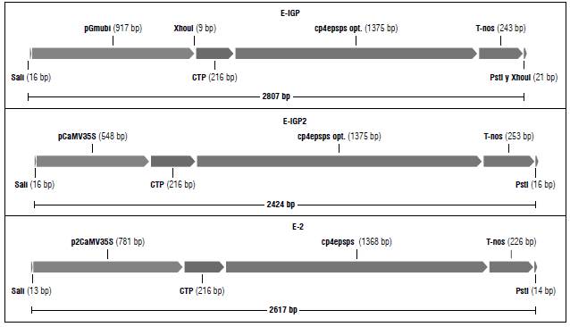 Freedom to operate analysis, design and evaluation of expression cassettes  that confer tolerance to glyphosate