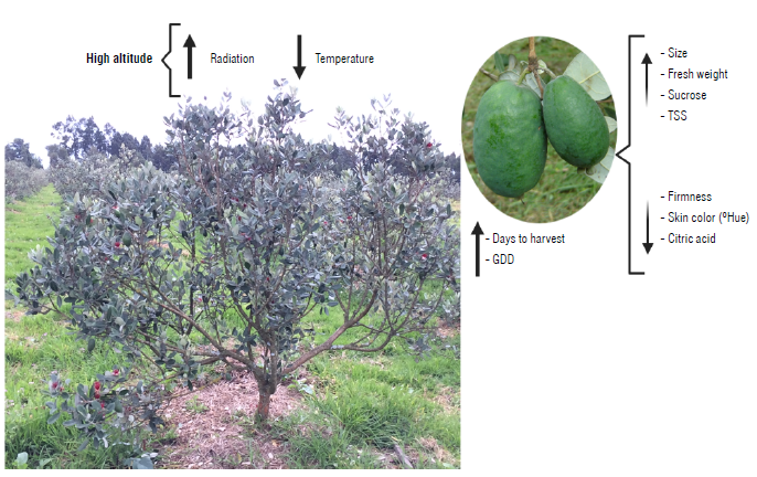 Altitude As A Determinant Of Fruit Quality With Emphasis On The Andean 