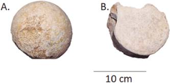 Registros F Siles Del G Nero Notiomastodon Cf Platensis Mammalia