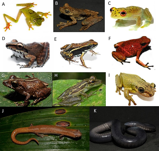 Herpetofauna From Two Municipalities Of Southwestern Colombia