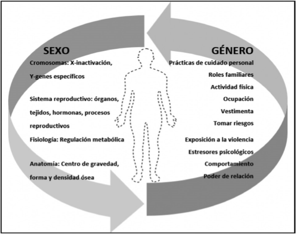 Importancia del sexo/género y su distinción en la investigación biomédica