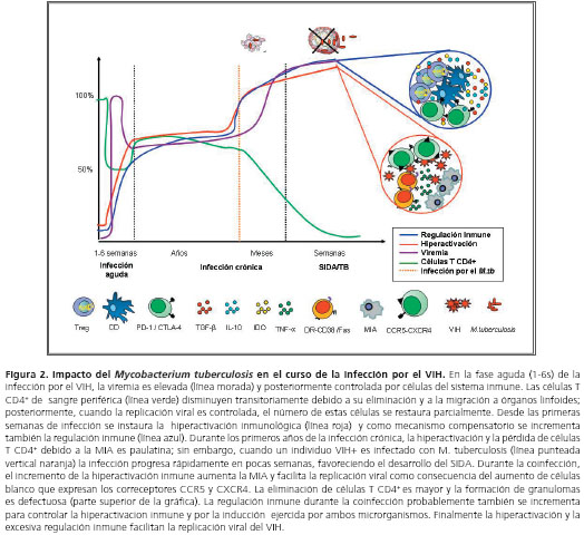 Regulaci n Inmune Durante La Coinfecci n Por El Virus De La 