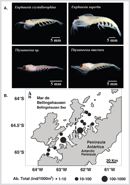 Epipelagic Euphausiids Assemblage In The Gerlache Strait (Antarctic ...