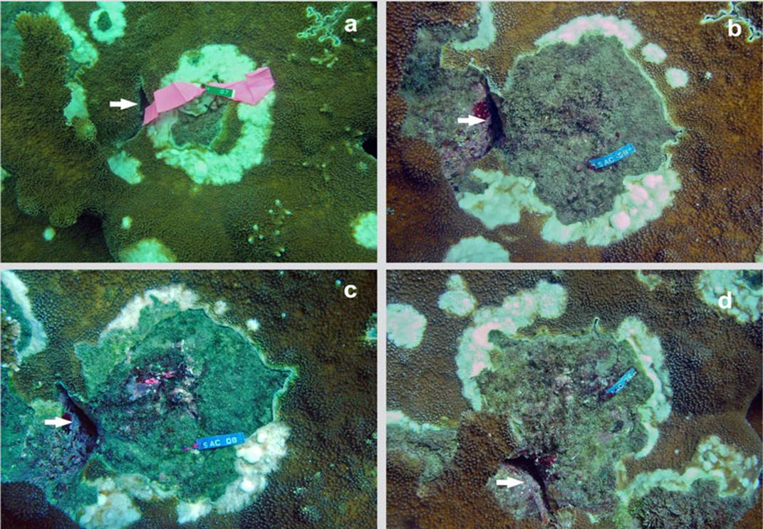 Coral diseases under the microscope