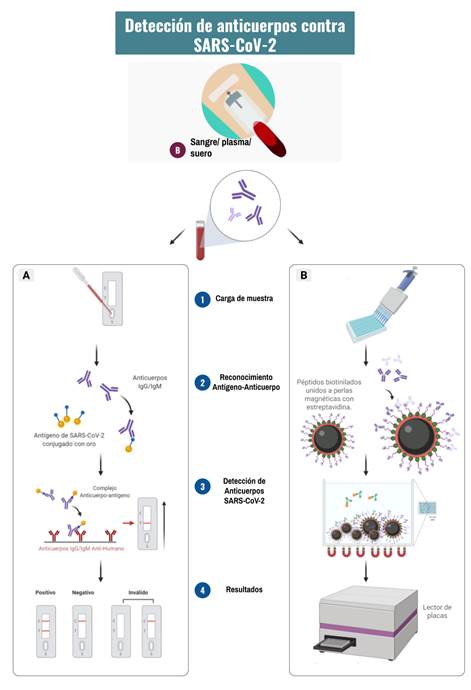 Sars Cov 2 Generalidades Bioquímicas Y Métodos De Diagnóstico 8387