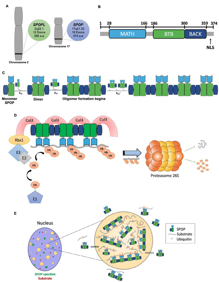 Speckle Type POZ Adaptor Protein (SPOP) And Its Role In Cancer