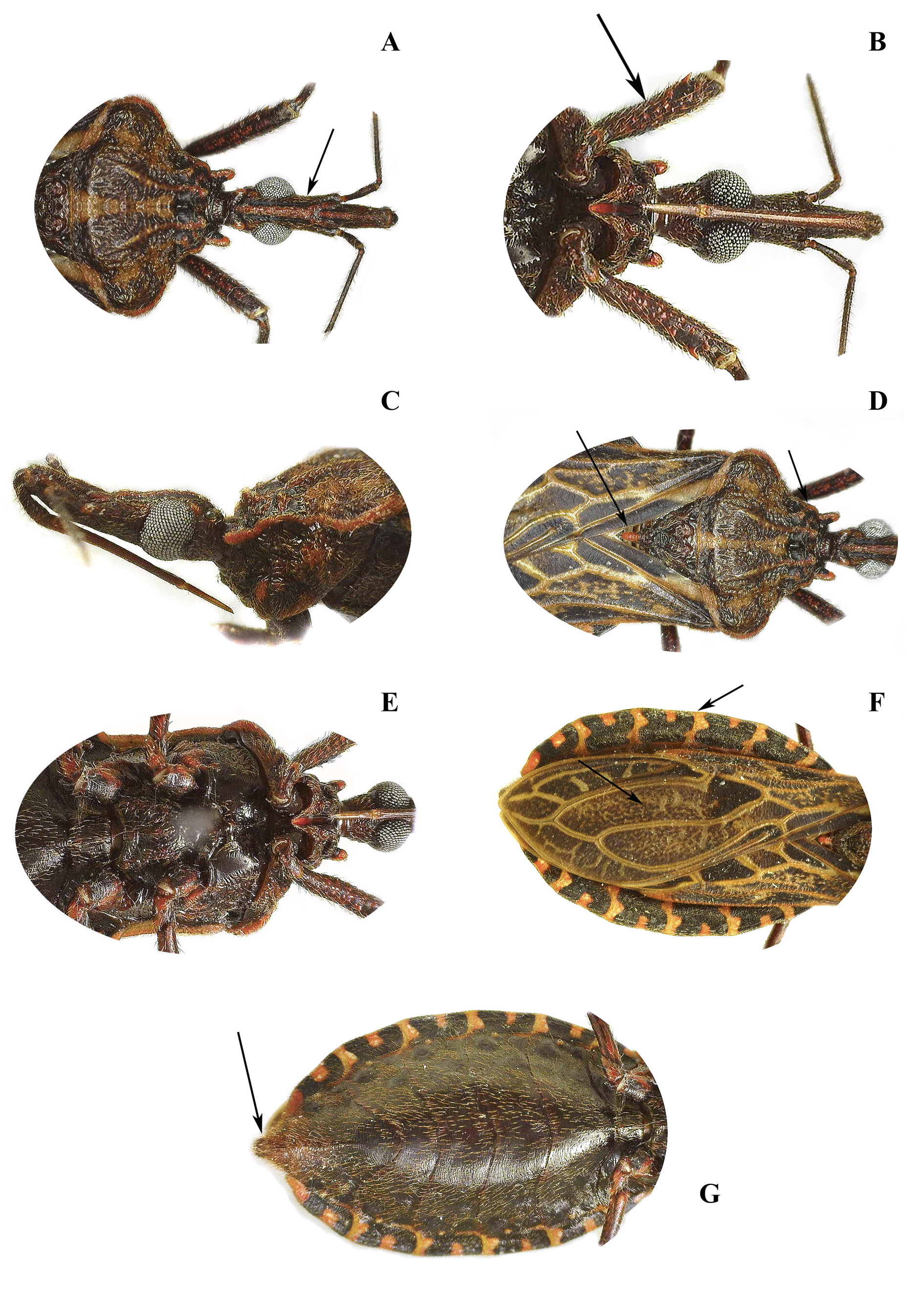 actualizaci-n-de-la-distribuci-n-geogr-fica-de-triatoma-dispar