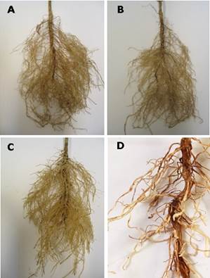 Bio Regulation Of Meloidogyne Incognita (kofoid & White) Chitwood And M 