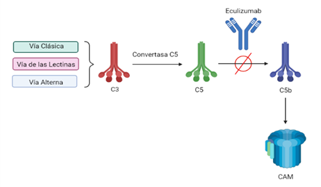 Aplicaciones terapéuticas del eculizumab