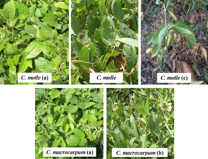 Survival Strategies Of Centrosema Molle And C. Macrocarpum In Response 